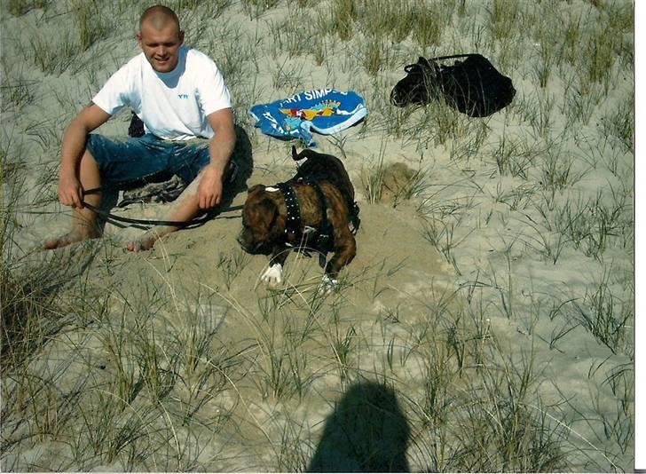 Amerikansk bulldog ****Donna**** himmelhund billede 11