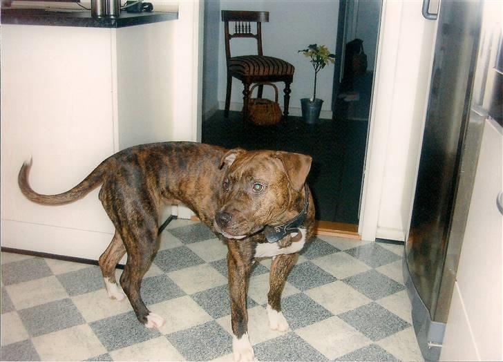 Amerikansk bulldog ****Donna**** himmelhund billede 12