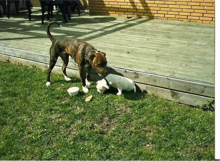 Amerikansk bulldog ****Donna**** himmelhund billede 13