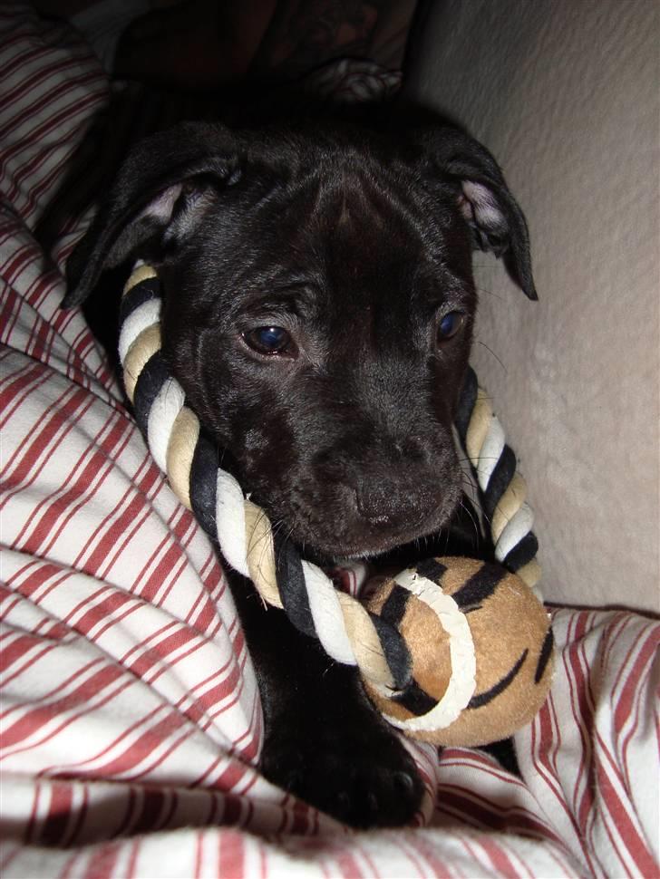Staffordshire bull terrier Eddie - Lille Eddie 9 uger med sit yndlings legetøj :) billede 3