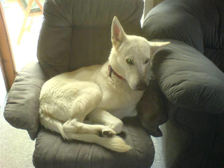 Hvid schæfer Amanda <3 - Slapper du lidt af Amanda (; billede 9