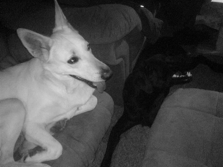 Hvid schæfer Amanda <3 - Her er Amanda sammen med kæresten :P billede 10