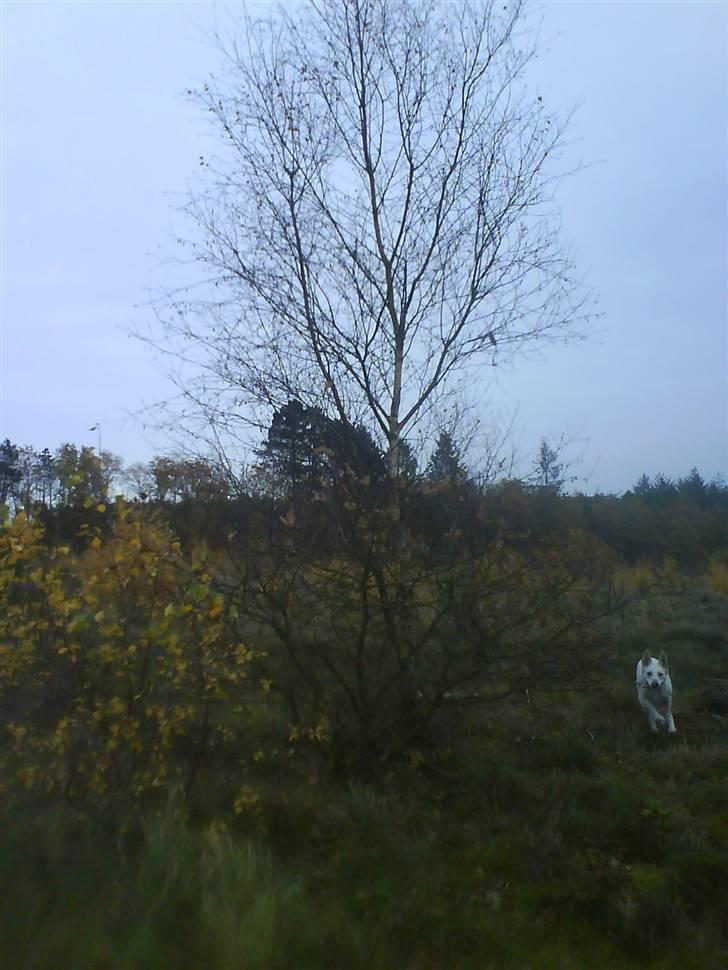 Hvid schæfer Amanda <3 billede 11