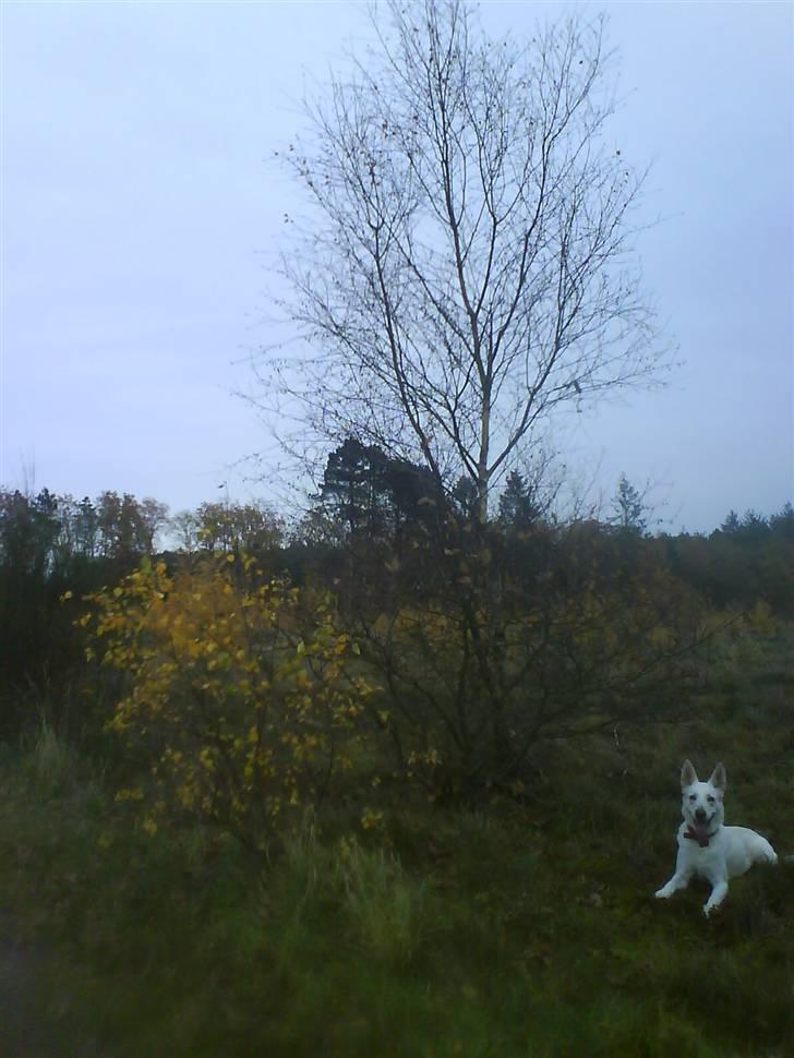 Hvid schæfer Amanda <3 billede 12