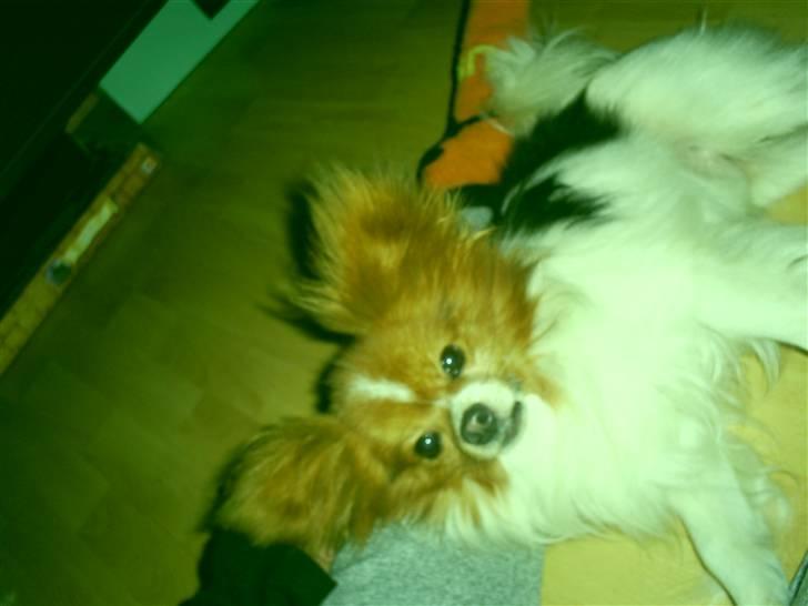 Papillon luffe - Luffe  skal til at sove billede 6