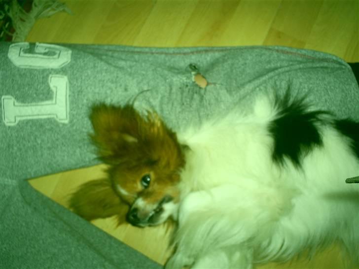 Papillon luffe - Luffe sover næsten billede 7