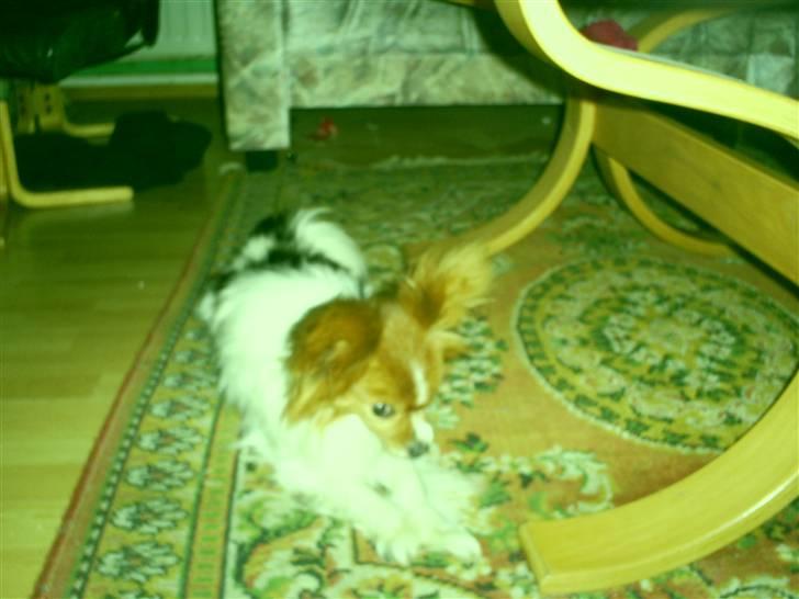 Papillon luffe - Luffe ser sød du billede 8