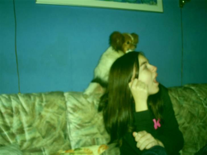 Papillon luffe - Luffe og Nicholine billede 9