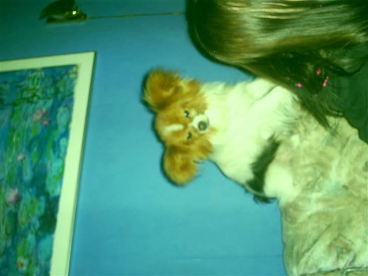 Papillon luffe - Luffe og Nicholine igen billede 11