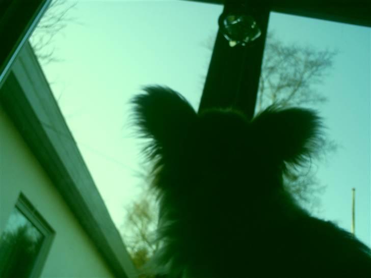 Papillon luffe - Luffe i vinduetskarmen billede 12