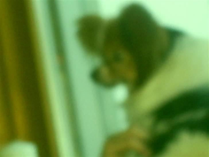 Papillon luffe - Luffe er sød (lidt udtydeligt) billede 13