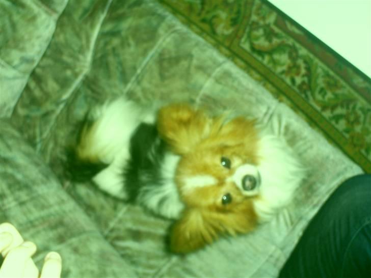 Papillon luffe - Luffe i sofaen billede 14