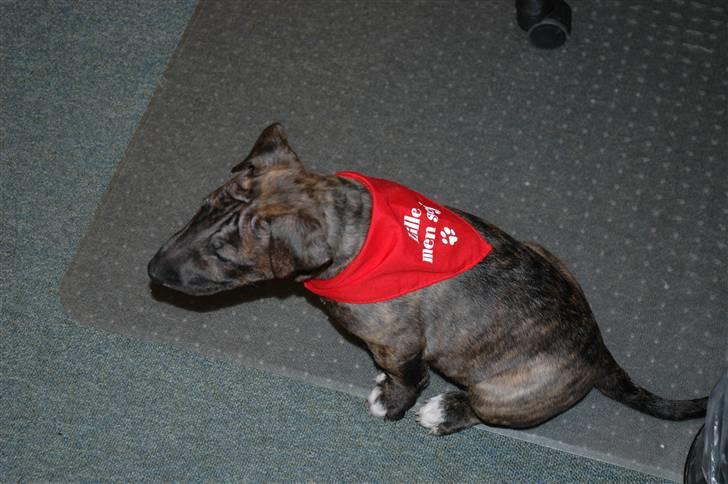 Bullterrier Eddie billede 6