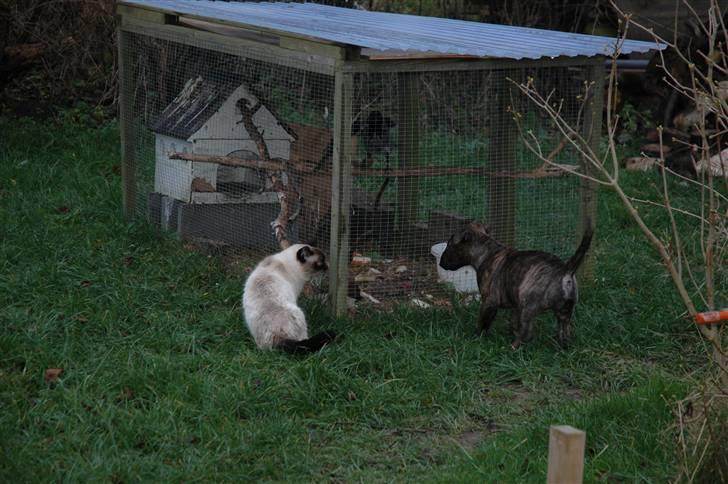 Bullterrier Eddie billede 7