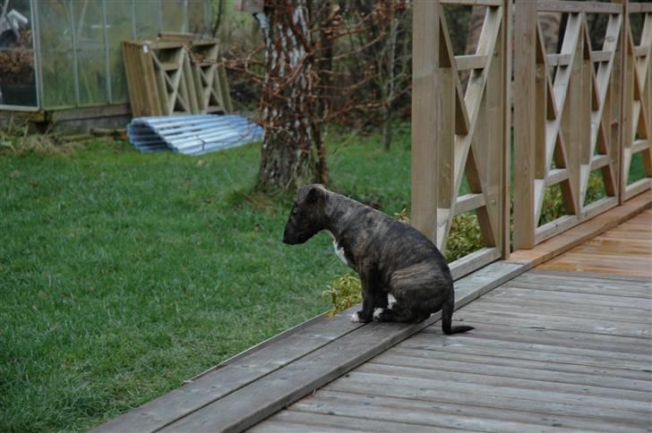 Bullterrier Eddie billede 8