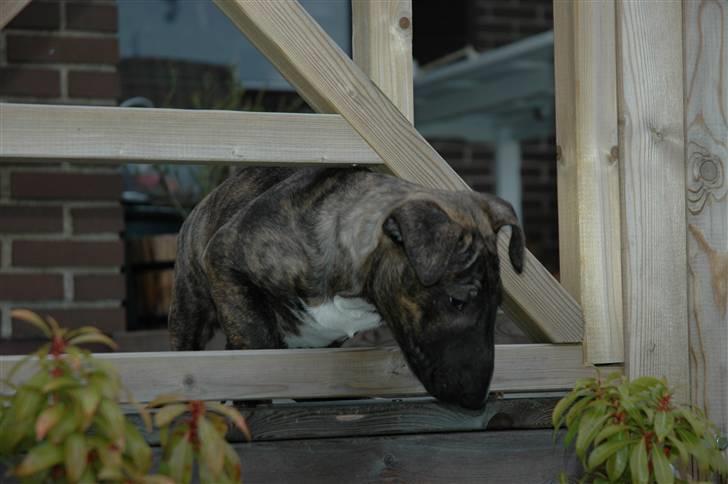 Bullterrier Eddie billede 9