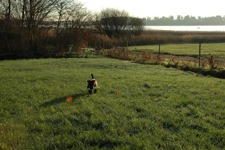 Bullterrier Eddie billede 10