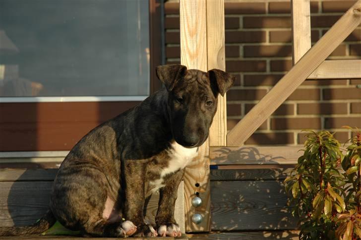 Bullterrier Eddie billede 11