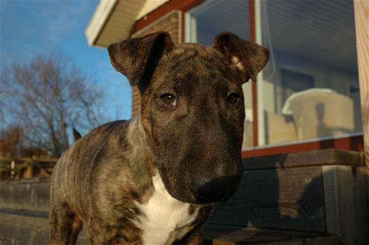 Bullterrier Eddie billede 12