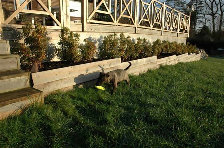 Bullterrier Eddie billede 13