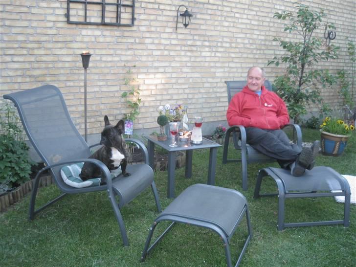 Fransk bulldog Robert2 - Kommer der gæster? billede 13