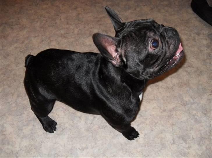 Fransk bulldog Viggo Mortensen - juhuu jeg skal ha en julegave!! billede 16