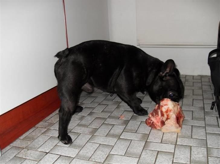 Fransk bulldog Viggo Mortensen - uhmm det var et kæmpe stort ben.. lækkert!!!! billede 17