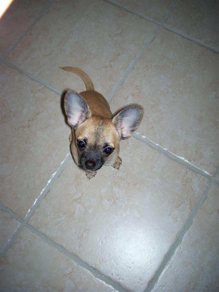 Chihuahua Carlo <3 billede 7