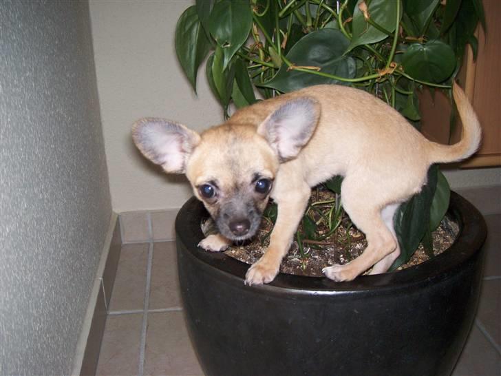 Chihuahua Carlo <3 billede 8