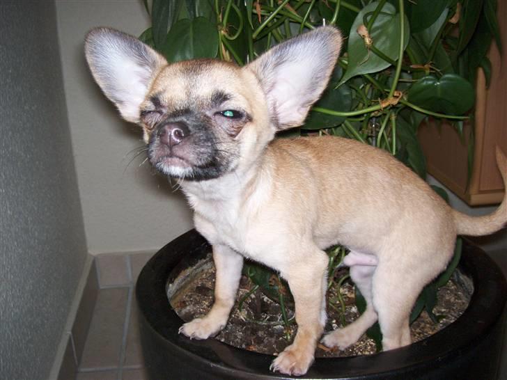 Chihuahua Carlo <3 billede 9