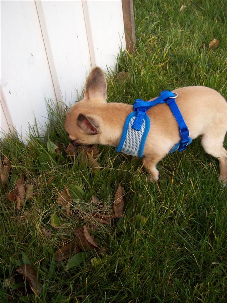 Chihuahua Carlo <3 billede 10