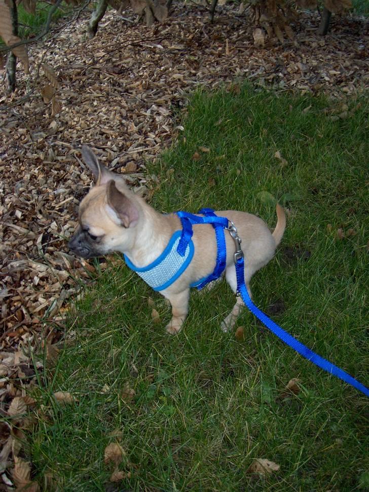 Chihuahua Carlo <3 billede 11