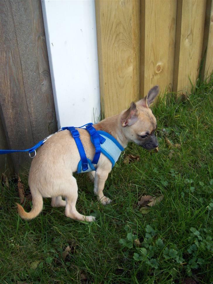 Chihuahua Carlo <3 billede 12