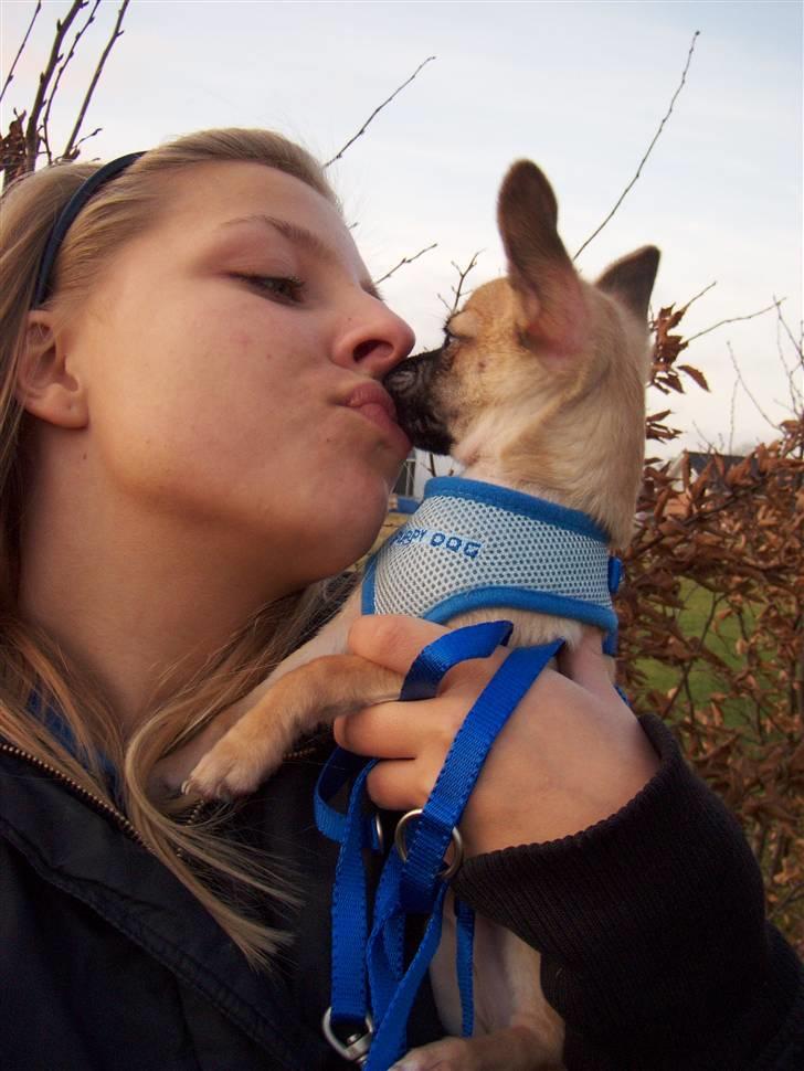 Chihuahua Carlo <3 billede 13