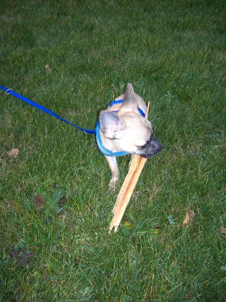 Chihuahua Carlo <3 billede 14