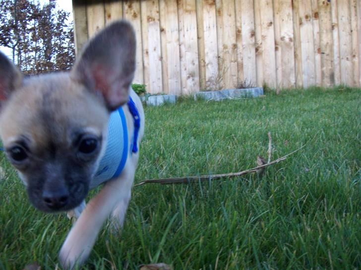 Chihuahua Carlo <3 billede 15