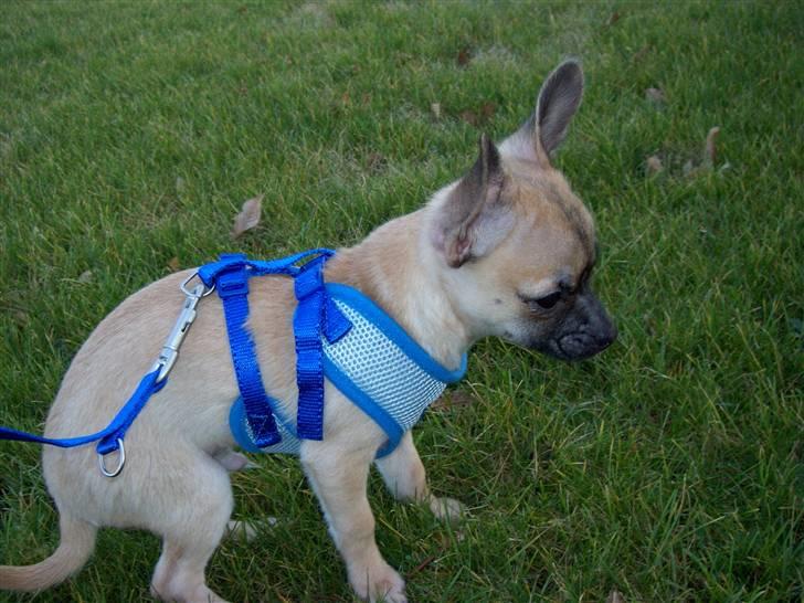 Chihuahua Carlo <3 billede 16