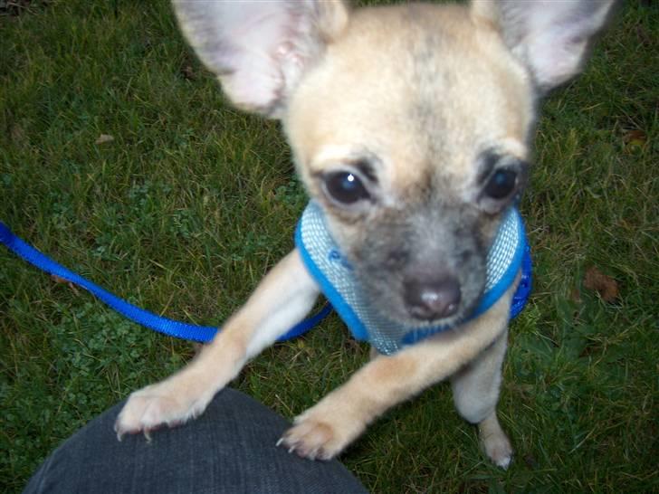 Chihuahua Carlo <3 billede 17