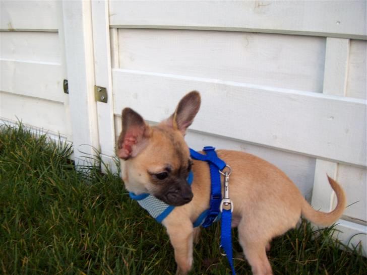 Chihuahua Carlo <3 billede 18