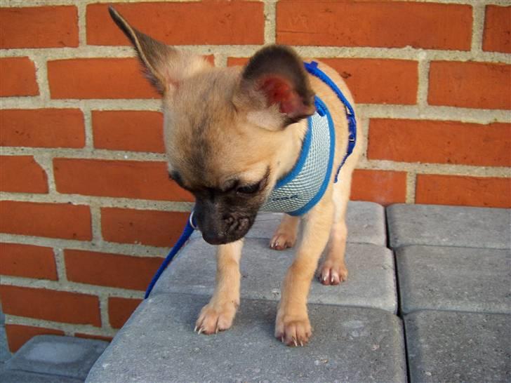 Chihuahua Carlo <3 billede 19