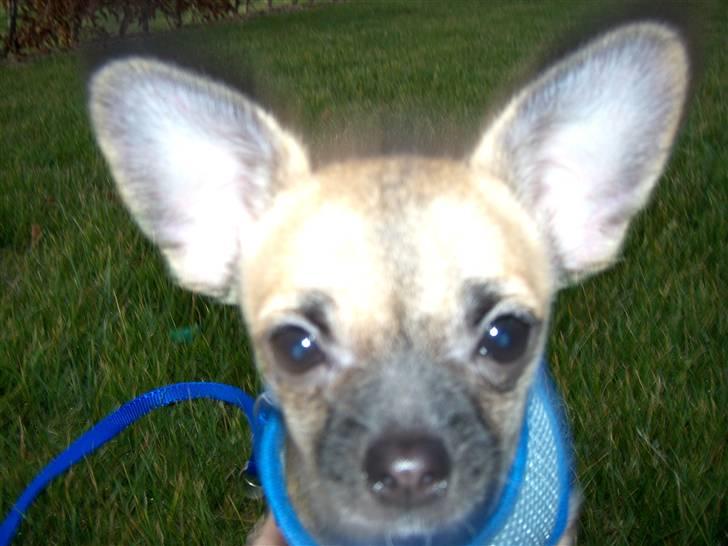 Chihuahua Carlo <3 billede 20