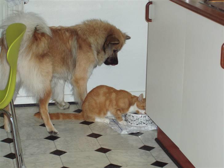 Eurasier Atikka - Jeg elsker at lege med vores kat men han skal ikke spise alt min mad :) billede 2