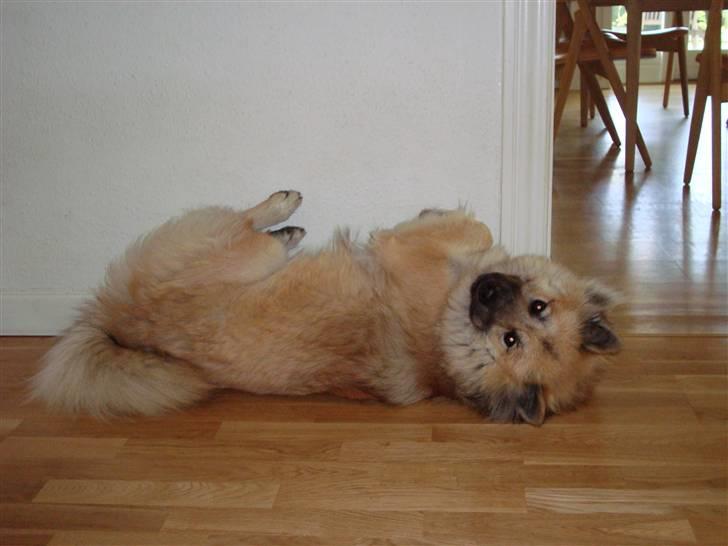 Eurasier Atikka - hun er god til at hygge sig billede 3