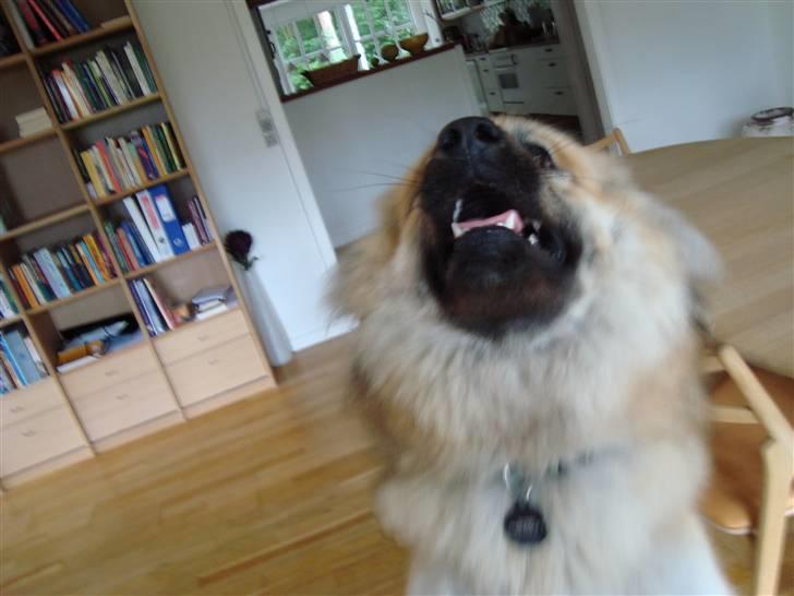 Eurasier Atikka - Leg med mig be om ! ! billede 4