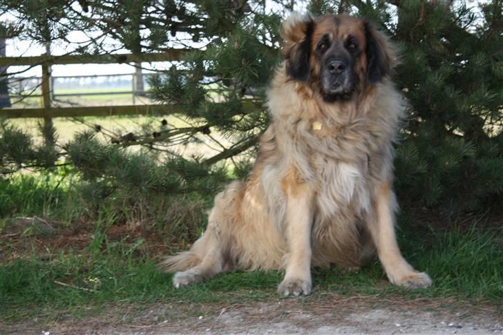 Leonberger | Nygård's Jaffa. - Billedet taget af: Rikke Rudkjøbing billede 1