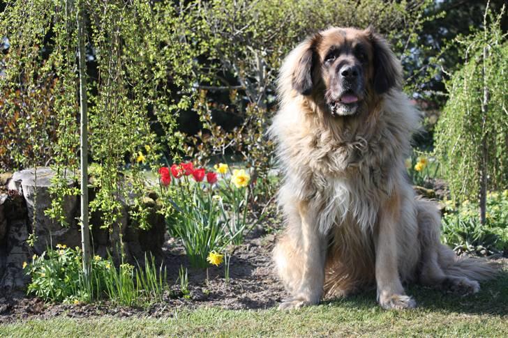 Leonberger | Nygård's Jaffa. - Billedet taget af: Majken Rudkjøbing billede 2