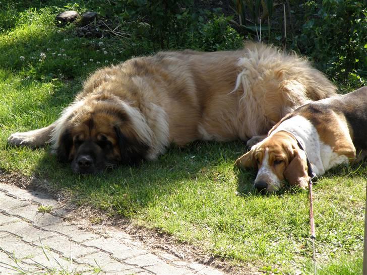 Leonberger | Nygård's Jaffa. - Billedet taget af: Anders Rudkjøbing billede 3
