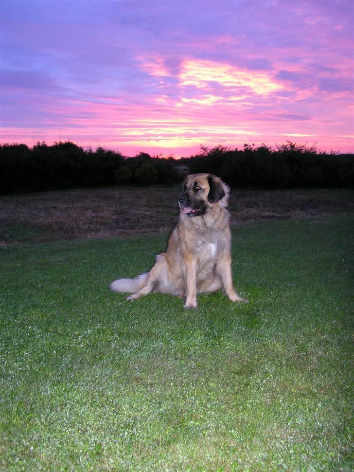 Leonberger | Nygård's Jaffa. - Billedet taget af: Lise Rudkjøbing billede 4