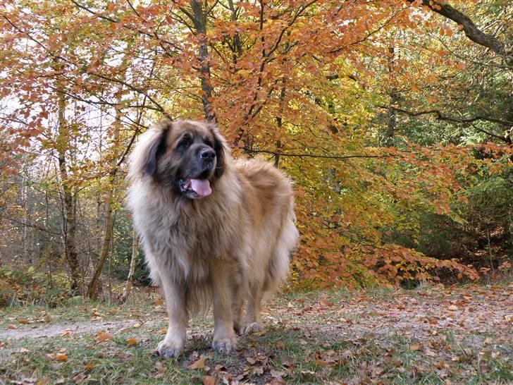 Leonberger | Nygård's Jaffa. - Billedet taget af: Anders Rudkjøbing billede 5