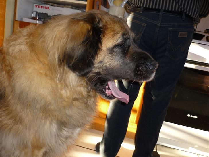 Leonberger | Nygård's Jaffa. - Billedet taget af: Majken Rudkjøbing billede 6